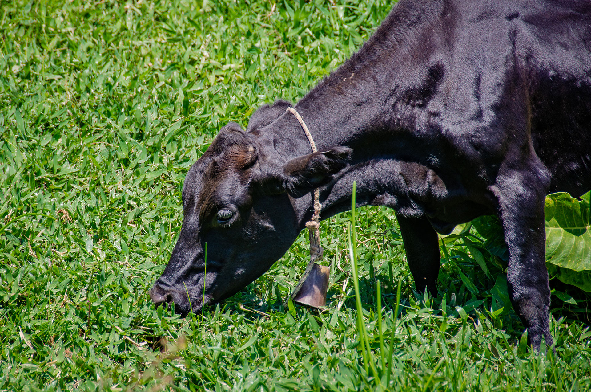 Animais do sitio