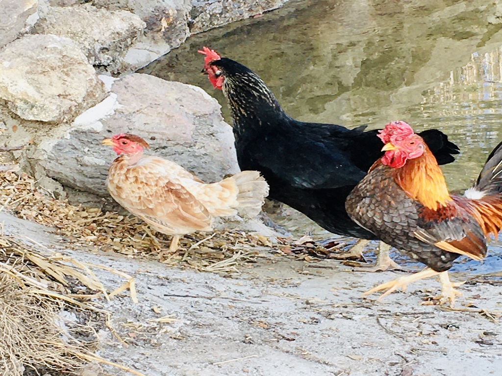Animais do sitio
